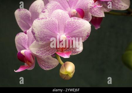 Makroaufnahme der Blütenblüte mit rosafarbenen Blütenblättern und grüner Birne der Orchideenblüte vor einem dunkelgrünen Hintergrund Stockfoto