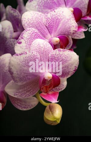 Makroaufnahme der Blütenblüte mit rosafarbenen Blütenblättern und grüner Birne der Orchideenblüte vor einem dunkelgrünen Hintergrund Stockfoto