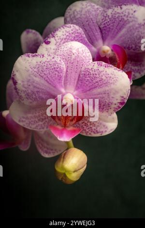 Makroaufnahme der Blütenblüte mit rosafarbenen Blütenblättern und grüner Birne der Orchideenblüte vor einem dunkelgrünen Hintergrund Stockfoto