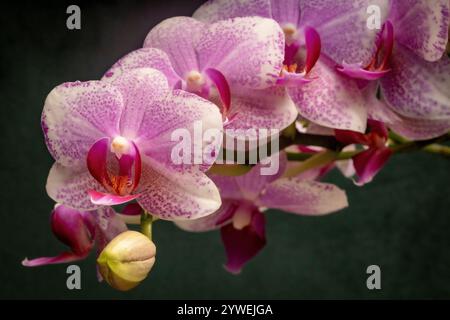 Makroaufnahme der Blütenblüte mit rosafarbenen Blütenblättern und grüner Birne der Orchideenblüte vor einem dunkelgrünen Hintergrund Stockfoto