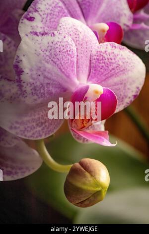 Makroaufnahme der Blütenblüte mit rosafarbenen Blütenblättern und grüner Birne der Orchideenblüte vor einem dunkelgrünen Hintergrund Stockfoto