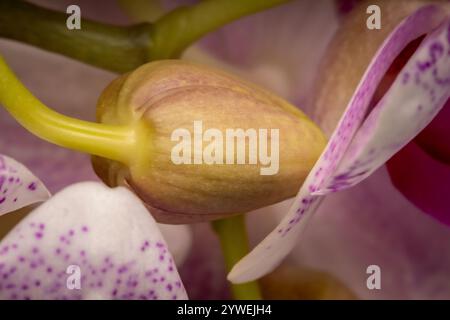 Knolle zwischen Blütenblüte rosa Blütenblätter der Orchideenblüte vor einem niedrigen dunkelgrünen Hintergrund Stockfoto