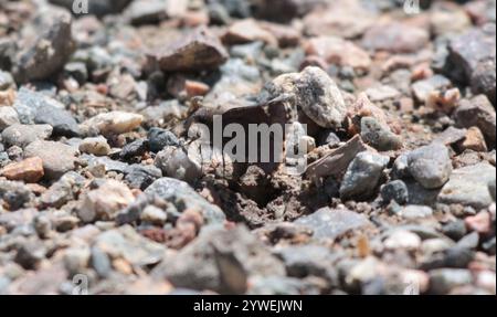 Gemeinsamer Roadside-Skipper (Amblyscirtes vialis) Stockfoto