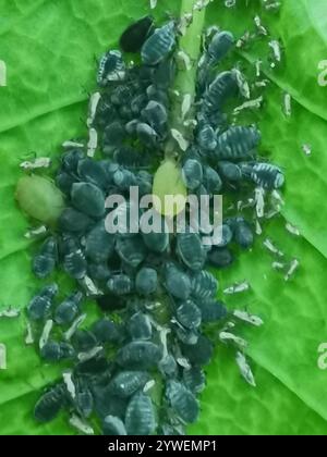 Bird Cherry-Hafer Blattlaus (Rhopalosiphum padi) Stockfoto