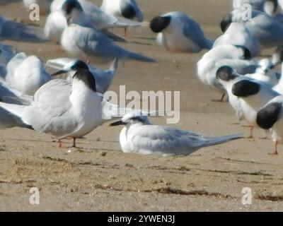 Schneekrone (Sterna trudeaui) Stockfoto