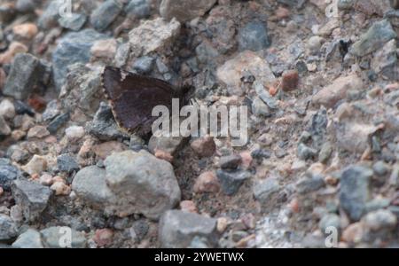 Gemeinsamer Roadside-Skipper (Amblyscirtes vialis) Stockfoto