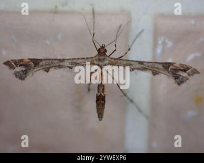 Schöne Plume Moth (Amblyptilia acanthadactyla) Stockfoto