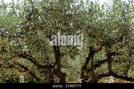 Die zarten Blätter eines Olivenbaums von unten gesehen. Stockfoto