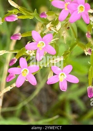 Schlanke Zentaury (Centaurium tenuiflorum) Stockfoto