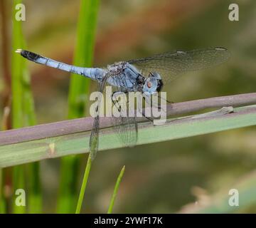 Little Blue Dragonlet (Erythrodiplax minuscula) Stockfoto