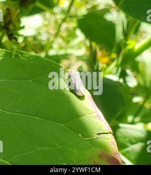 Scharfschütze mit breitem Kopf (Oncometopia orbona) Stockfoto