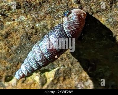 Gewöhnliche Türschnecke (Clausilia bidentata) Stockfoto