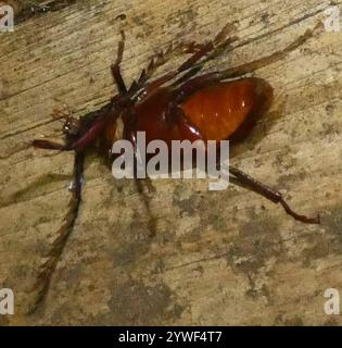 Langhornkäfer mit Zahnhalsen (Prionus pocularis) Stockfoto