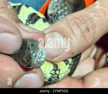 Braune Wasserschlange (Helicops angulatus) Stockfoto