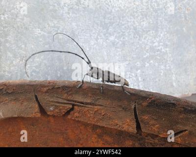 Zimmermann Sägekäfer (Monochamus sartor) Stockfoto