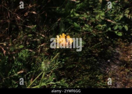 Variable Duskyface Fly (Melanostoma mellinum) Stockfoto