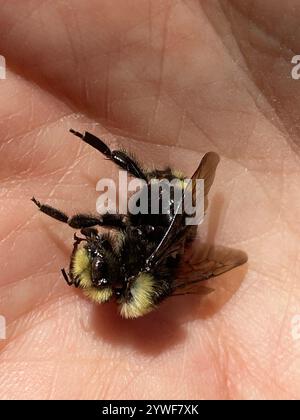 Gelbe Hummel (Bombus vosnesenskii) Stockfoto