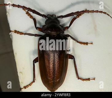 Langhornkäfer mit Zahnhalsen (Prionus pocularis) Stockfoto