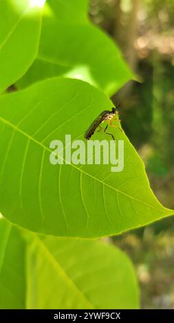 Streifenbeinige Räuberfliege (Dioctria hyalipennis) Stockfoto