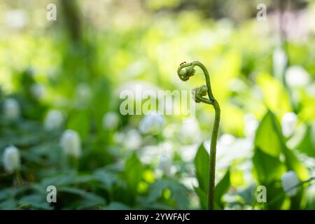 Junger Spiralsprossen von gemeinem Eichenfarn (Gymnocarpium dryopteris) Nahaufnahme eines jungen grünen Farns wächst im frühen Frühjahr in einem Wald. Stockfoto