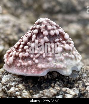 Whitecap Limpet (Acmaea mitra) Stockfoto