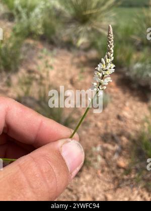 Weißes Milchkraut (Polygala alba) Stockfoto
