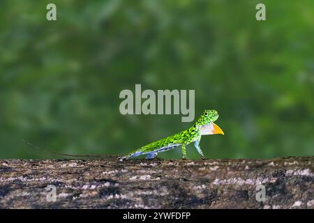 Draco fliegende Eidechse, auch bekannt als Drachenechse in Sabah, Borneo, Malaysia Stockfoto