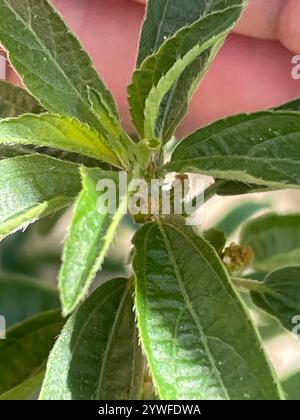 Schlankes Dreisaat-Quecksilber (Acalypha gracilens) Stockfoto