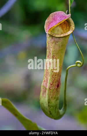 Nepenthes, fleischfressende Pflanze, auch bekannt als tropische Kannenpflanze oder Affentasse, Sabah, Borneo, Malaysia Stockfoto