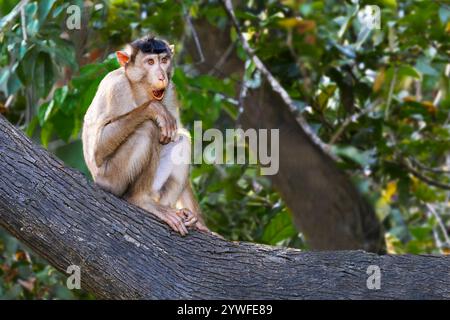 Schweineschwanzmakaken, auch bekannt als Sunda Schweineschwanzmakaken, Sabah, Borneo, Malaysia Stockfoto