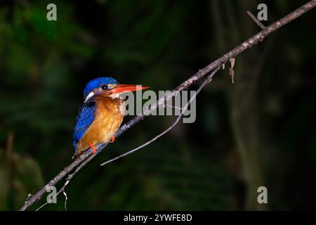 Storch hat König fisher in Rechnung gestellt, Borneo, Malaysia Stockfoto