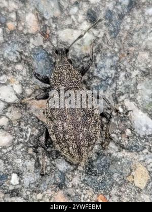 Luzerne Schnauzenkäfer (Otiorhynchus ligustici) Stockfoto