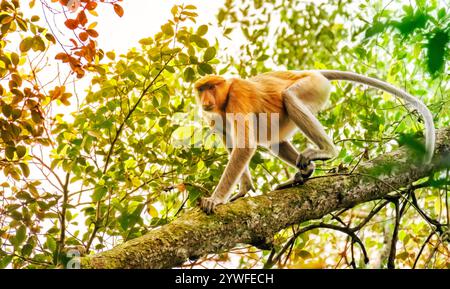 Proboscis-Affe in freier Wildbahn in Sabah, Borneo, Malaysia Stockfoto