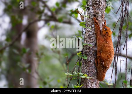 Fliegende Lemuren, auch bekannt als Colugo in Sabah, Borneo, Malaysia Stockfoto