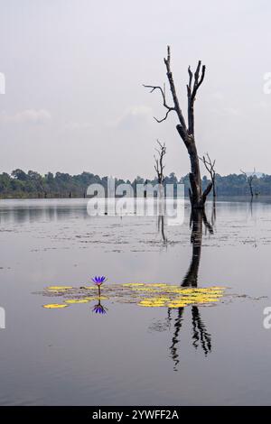 Seerosen und Reflexionen im Wasser, in Angkor Wat, Siem Reap, Kambodscha Stockfoto