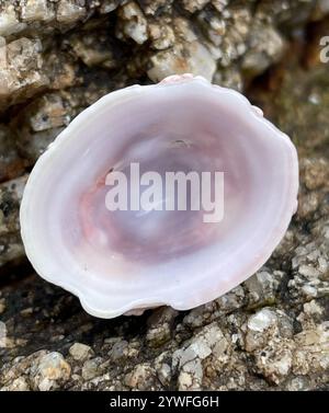 Whitecap Limpet (Acmaea mitra) Stockfoto