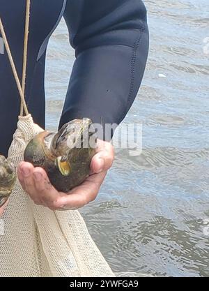 Channeled Whelk (Busycotypus canaliculatus) Stockfoto