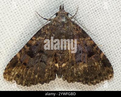 Pilzmotten (Metalectra discalis) Stockfoto