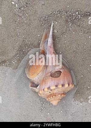 Channeled Whelk (Busycotypus canaliculatus) Stockfoto