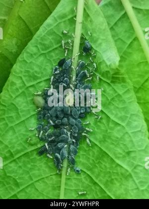 Bird Cherry-Hafer Blattlaus (Rhopalosiphum padi) Stockfoto