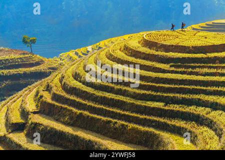 Rices Terrassen in Sapa, Vietnam Stockfoto