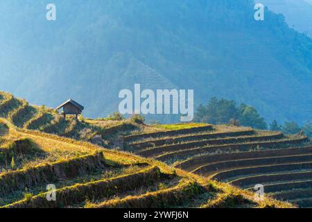Rices Terrassen in Sapa, Vietnam Stockfoto