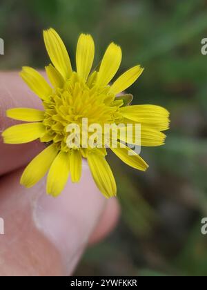 Mediterrane Schlangenwurzel (Scorzonera laciniata) Stockfoto