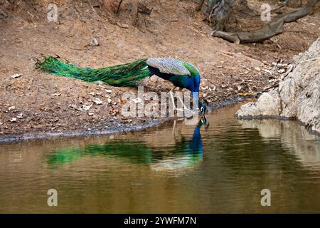 Peacock Trinkwasser in Ranthambore, Indien Stockfoto