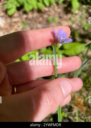 Strenge blauäugige Gräser (Sisyrinchium montanum) Stockfoto