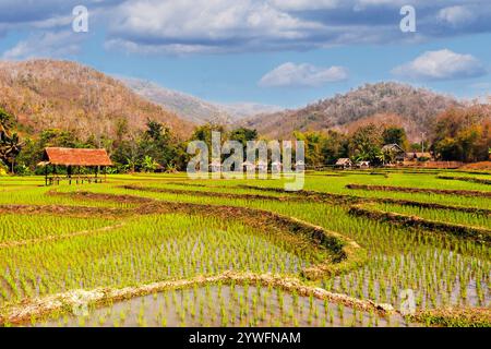 Blick über die Reisfelder in Laos Stockfoto