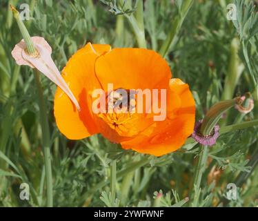 Gelbe Hummel (Bombus vosnesenskii) Stockfoto