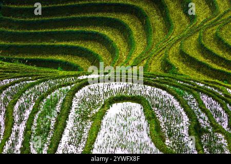 Rices Terrassen in Sapa, Vietnam Stockfoto