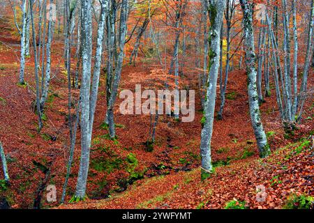 Buchenwald (Fagus sylvatica) mit orange- und rötlichen Herbstfarben Stockfoto