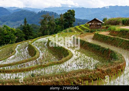 Reisterrassen in Sapa, Vietnam Stockfoto